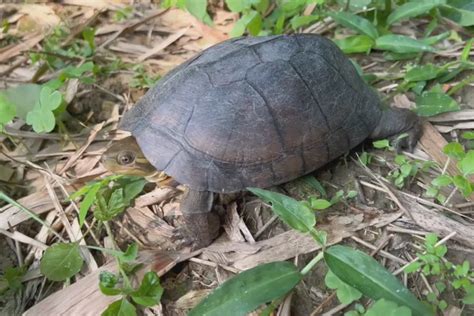 柴棺龜特徵|臺北市立動物園